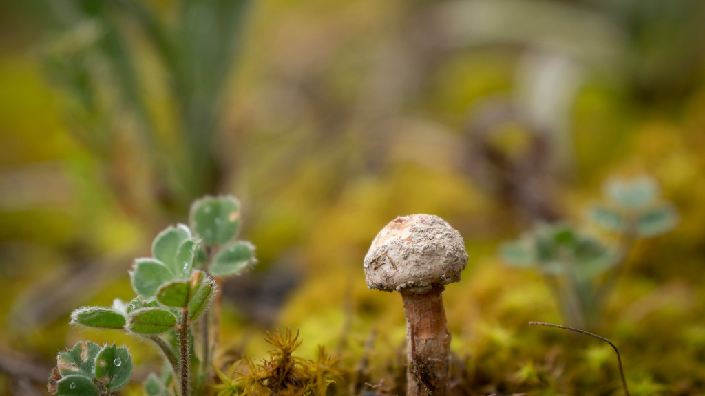 Mushrooms for Arthritis A Natural Approach to Pain Relief Non