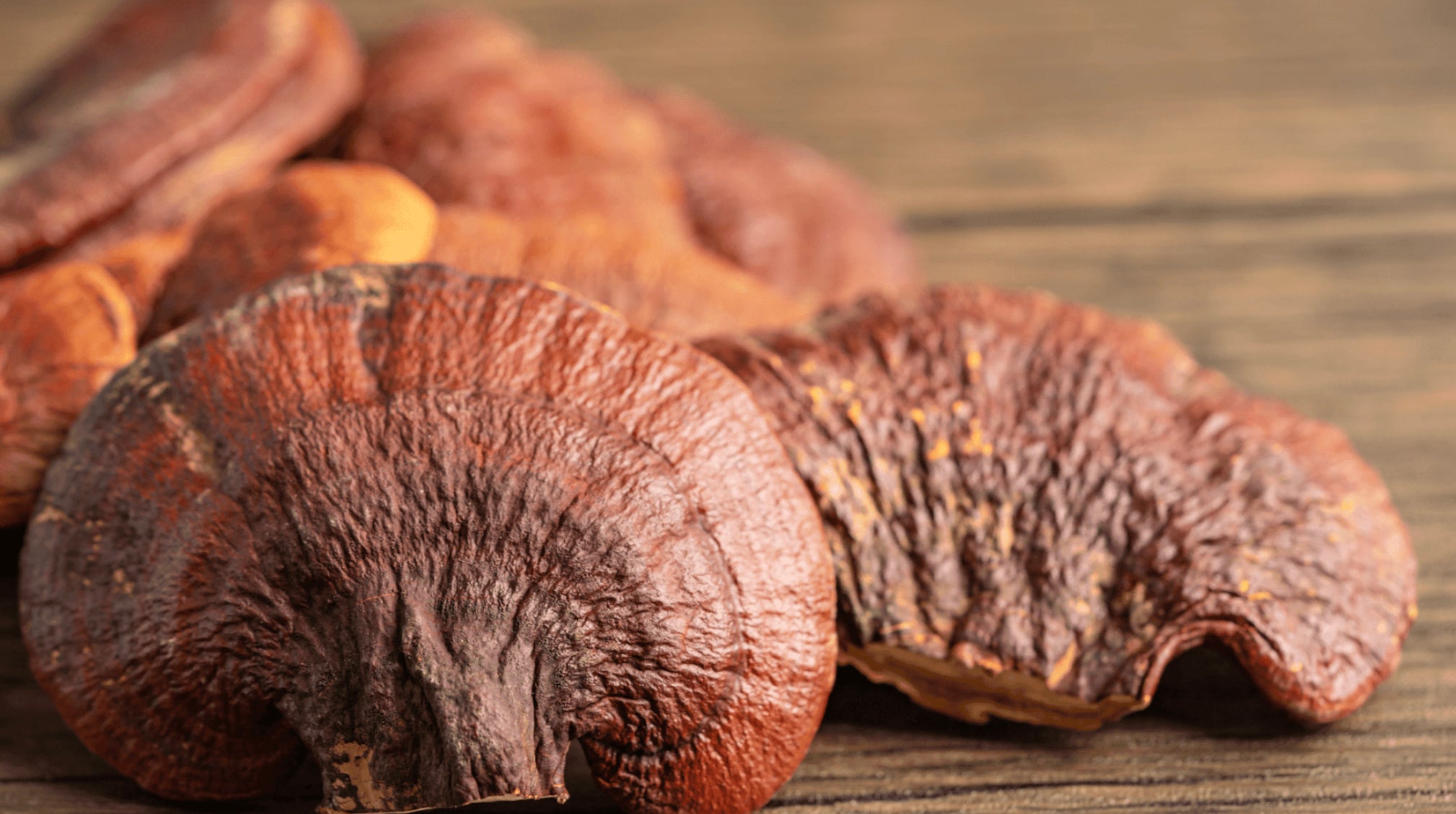 How long does it take for reishi mushroom to work? Non Fungible Mushrooms