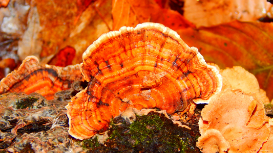 5 Best Mushroom Supplements for Focus: 2024 Guide