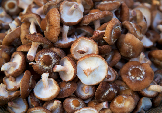 A Delicious Deep Dive into the Top 10 Best Mushrooms to Eat