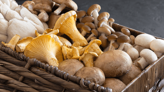 Pain Relief from Nature: Finding the Best Mushroom for Pain Management