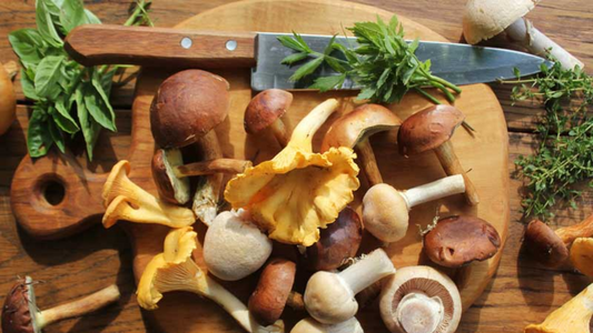 The Ultimate Mushroom Supplement Guide for Weight Loss