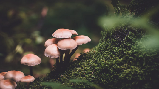 The Science of Sleep: How Mushrooms Can Improve Your Nightly Rest