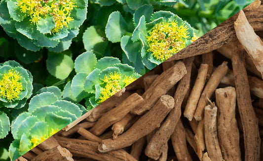 Rhodiola vs. Ashwagandha: How Are They Different?