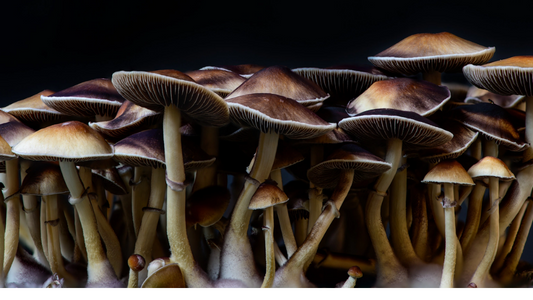 Exploring the World of Nootropic Mushrooms: A Beginner's Guide