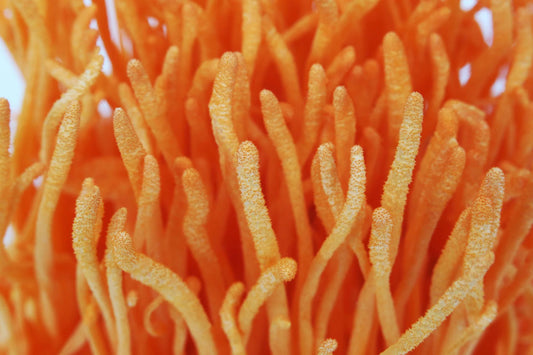 6 Benefits of Cordyceps Mushrooms That Will Blow Your Mind.