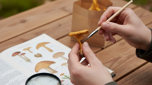 Blog Post: how to identify mushrooms - Professional illustration