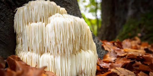 Lion's Mane vs. Cordyceps: Health Benefits Compared!