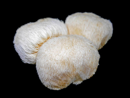 Can Lion's Mane Mushroom Be Used To Treat ADHD?