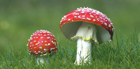 Mycelium vs. Fruiting Body: The Power of the Whole Mushroom