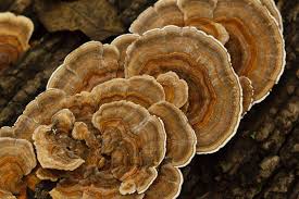 Benefits of Vegan and USDA Organic Certified Turkey Tail Supplements