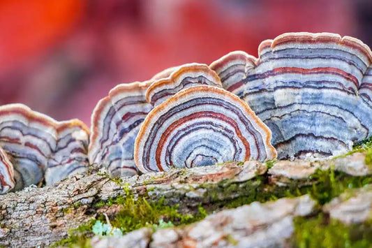 The Fungus Among Us: Can Turkey Tail Mushrooms Help You Slim Down?